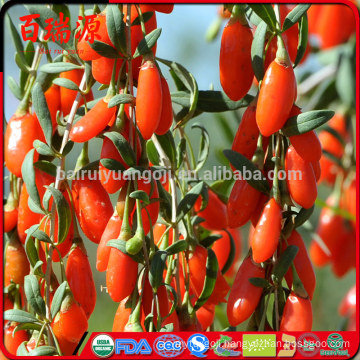 Appetizing goji berry dried goji berry goji with out sulpher